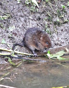 A water vole feeds at the edge of the river. Photo Tony Ellis.