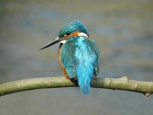 Kingfisher. Photo by John Harding, courtesy of BTO.