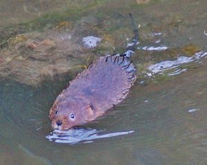 water vole swimming in the shallows of the Foss. Photo Julie Edwards.