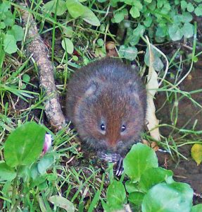 A water vole nibbles its feed at the edge of the Foss. Photo by Tony Ellis.
