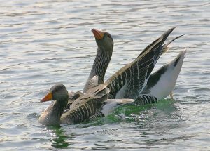 Greylag geese. Photo by Jill Packenham, courtesy of BTO.