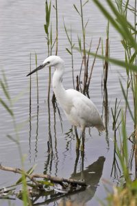 A Little Egret. Photo by John Harding, courtesy of BTO