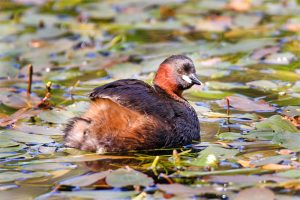 A little grebe on the water. Photo by John Harding, courtesy of BTO.