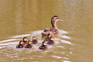 A female mallard with her ducklings. Photo by John Harding, courtesy of BTO.