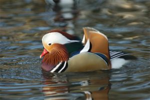 A mandarin duck. Photo by Neil Calbrade, courtesy of BTO.