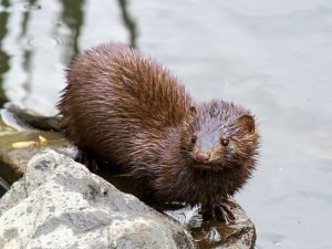 American mink. Photo by Needsmoreritalin.