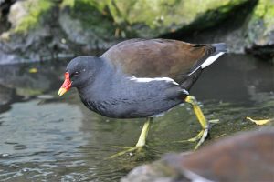 A moorhen. Photo by John Harding, courtesy of BTO.