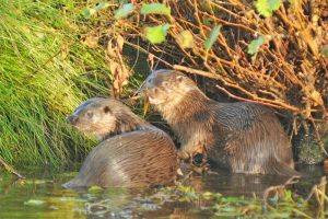 Otters. Photo courtesy of BTO.