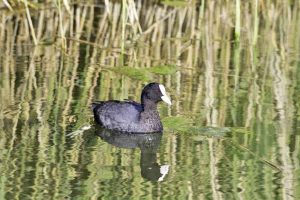 A coot on the water. Photo by John Harding, courtesy of BTO.