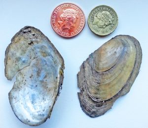 Mussel shells found on the Foss