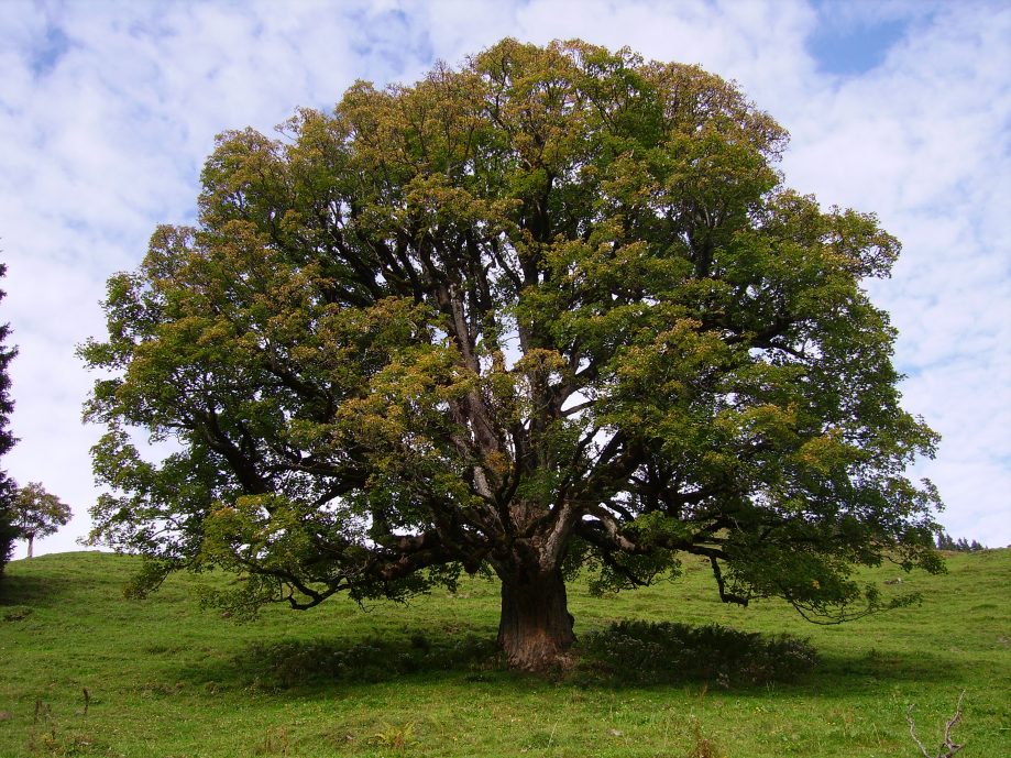 Sycamore (Acer Pseudoplatanus )