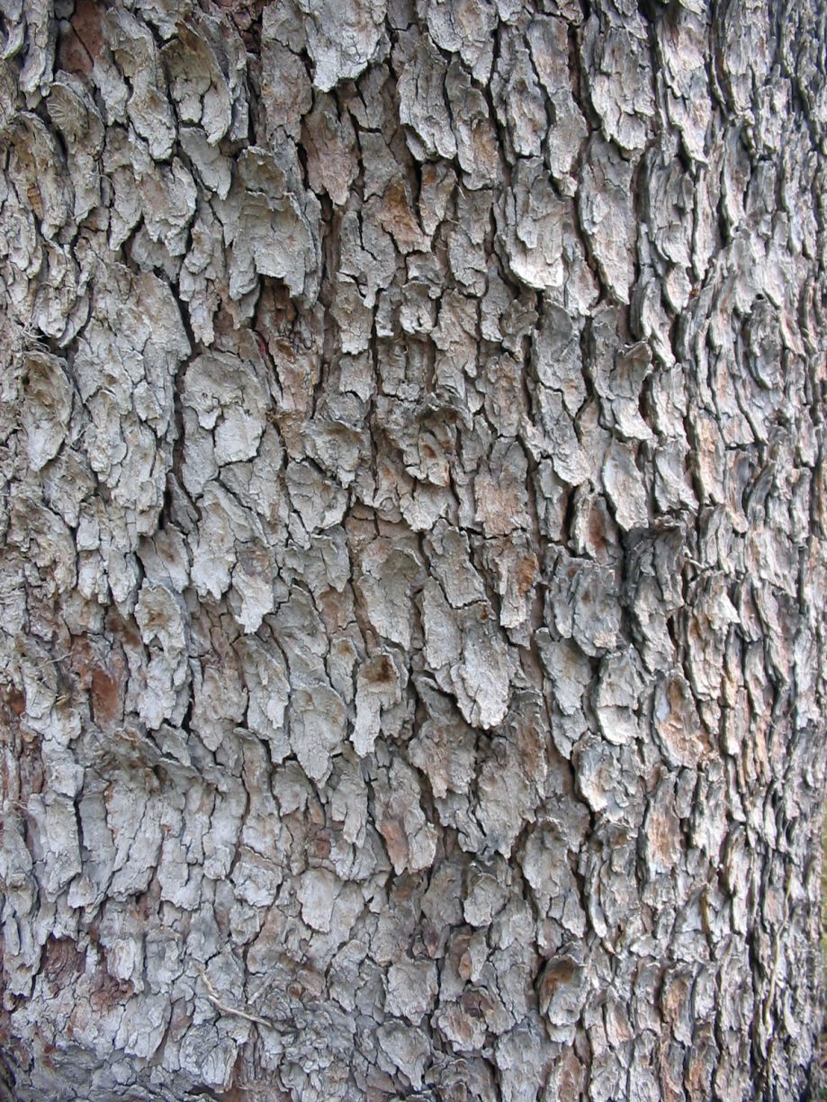 Acer Pseudoplatanus bark