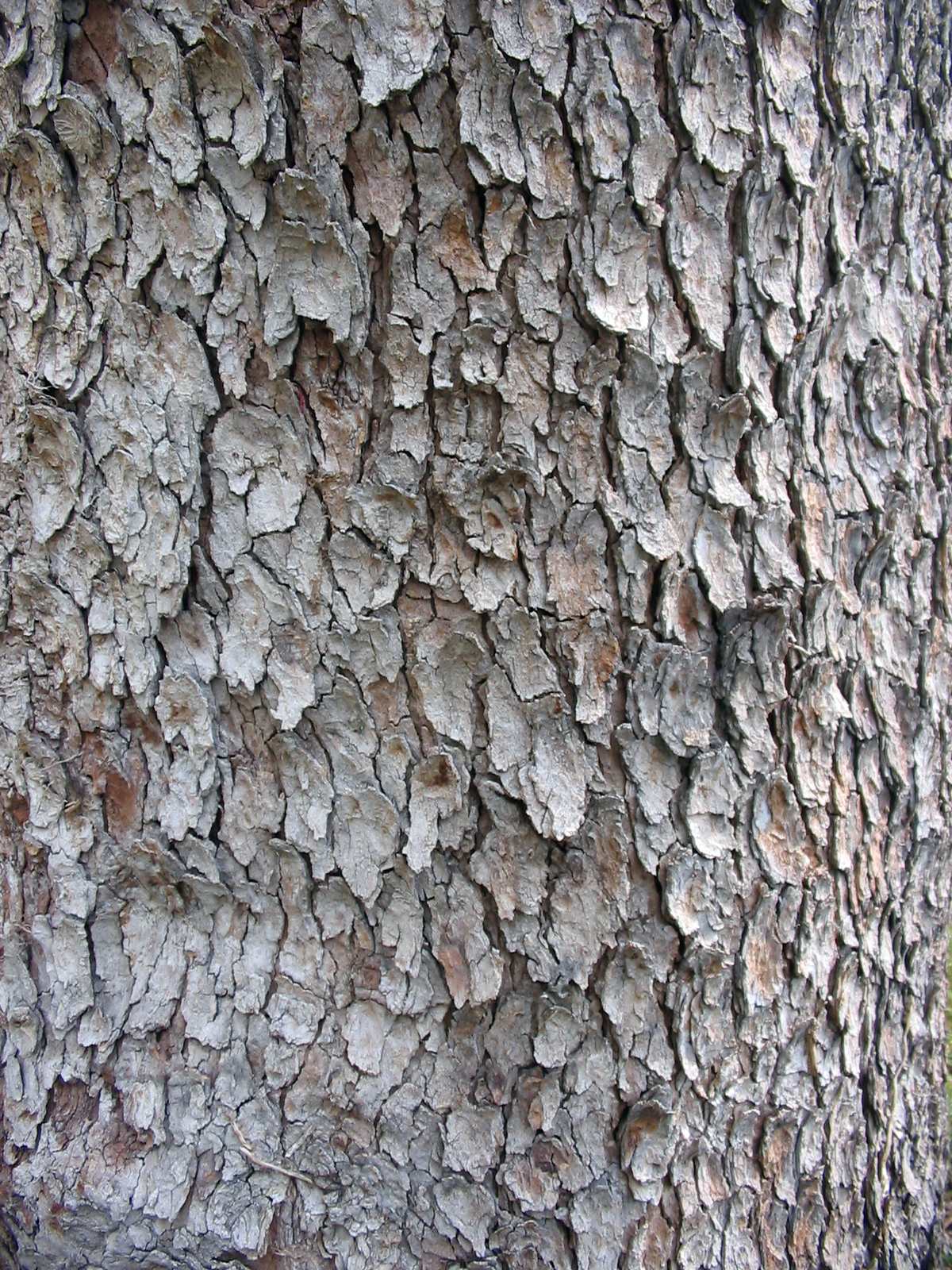 Acer Pseudoplatanus bark