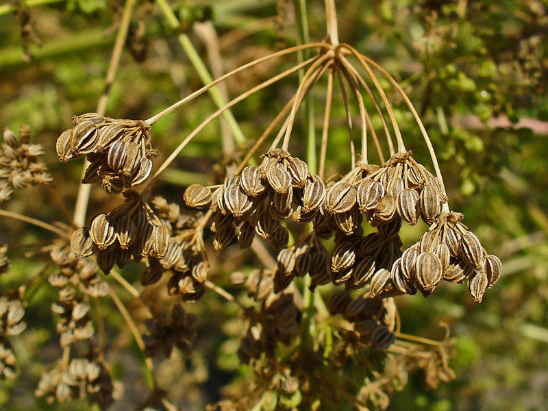 Conium Maculatum seeds