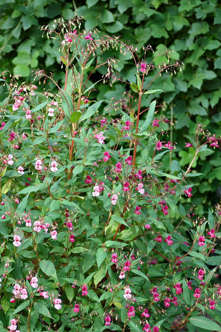 Impatiens glandulifera (Himalayan balsam)