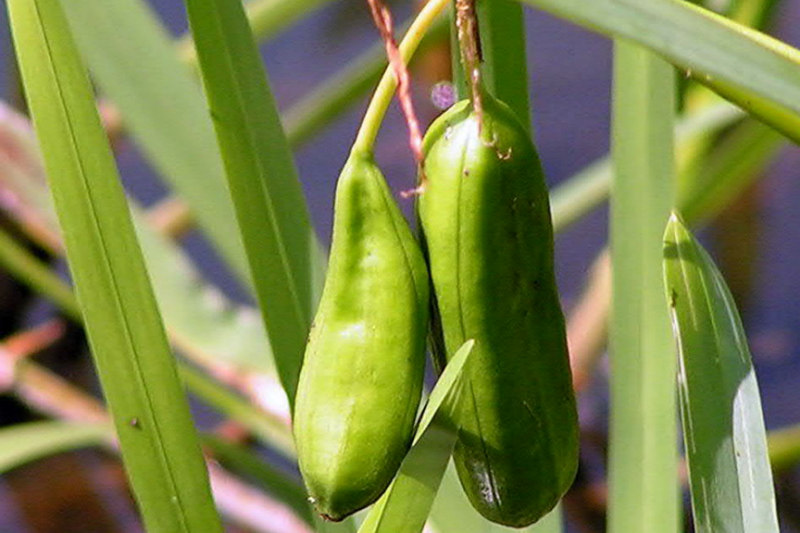 Iris Pseudacorus seed pods