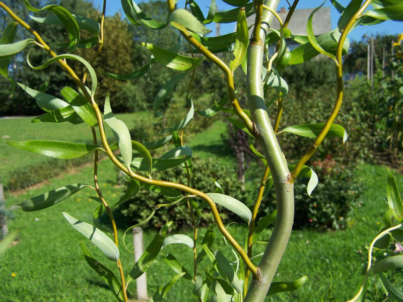 Salix Babylonica Tortuosa