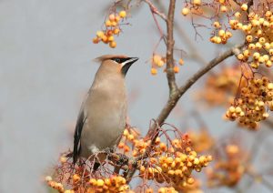 A waxwing. Photo by John Harding, courtesy of BTO.