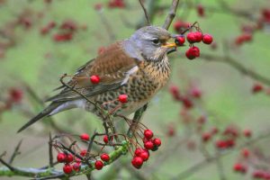 A Fieldfare. Photo by Jill Pakenham, courtesy of BTO