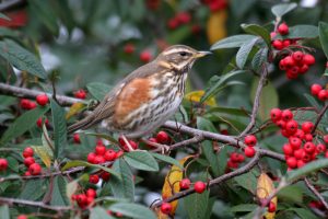 A Redwing.  Photo by John Harding, courtesy of BTO