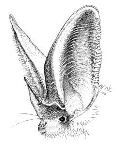 A Brown Long-Eared bat