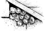 Daubenton's bats at roost. Illustration by Tom McOwat.