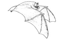 A Pipistrelle, the most common UK species.  Illustration by Tom McOwat.