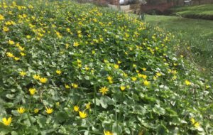 Celandine