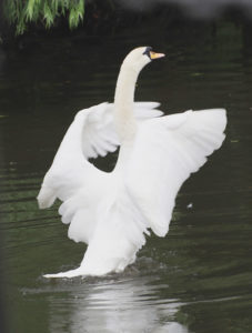 Swan on the Foss photographed by Martin Hathaway