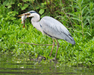 Grey heron on the Foss photographed by Martin Hathaway