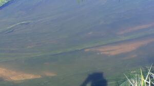 Filamentous weed in the river