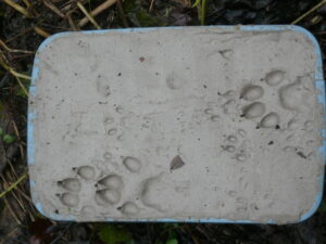 Otter prints on mink raft