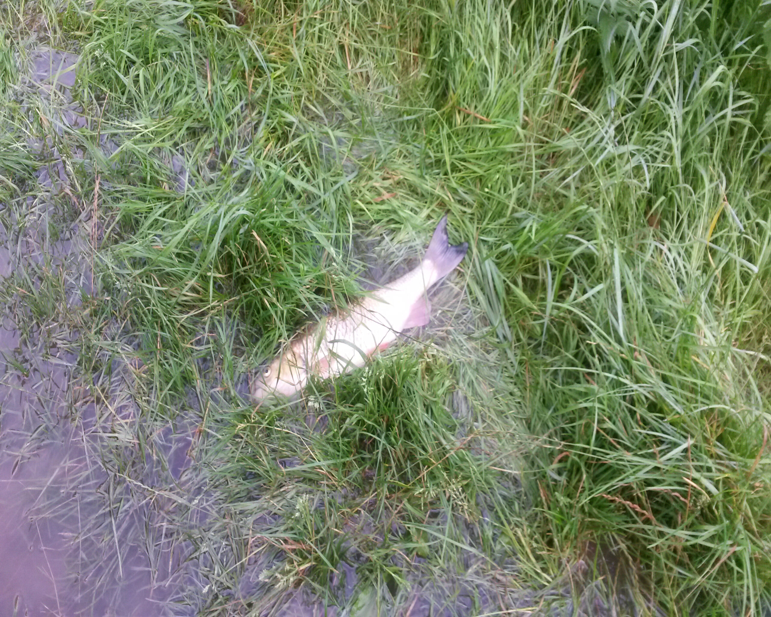 Dead fish by Foss