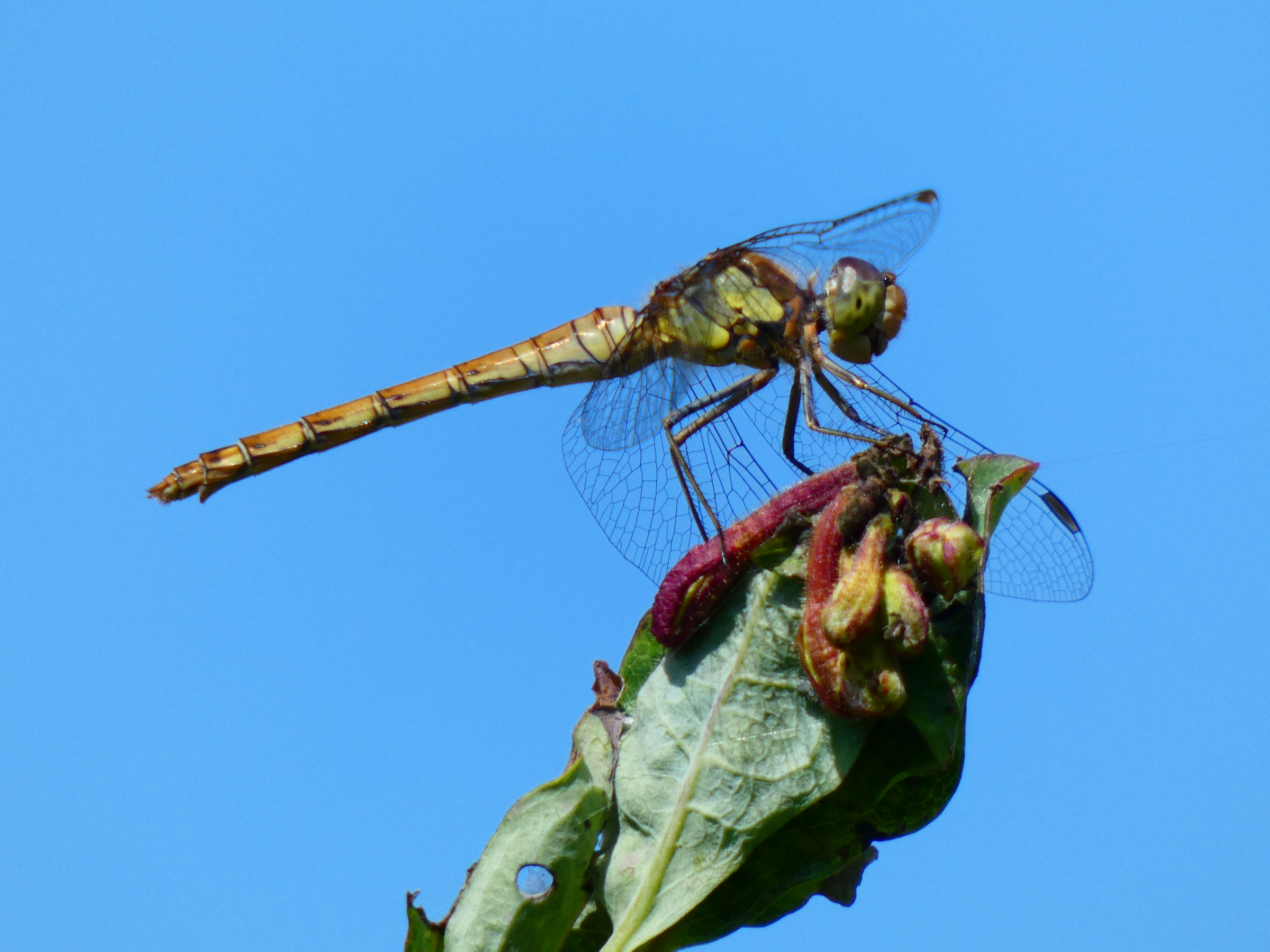 female Common Darter 