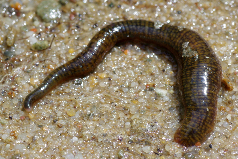 Freshwater Leech 