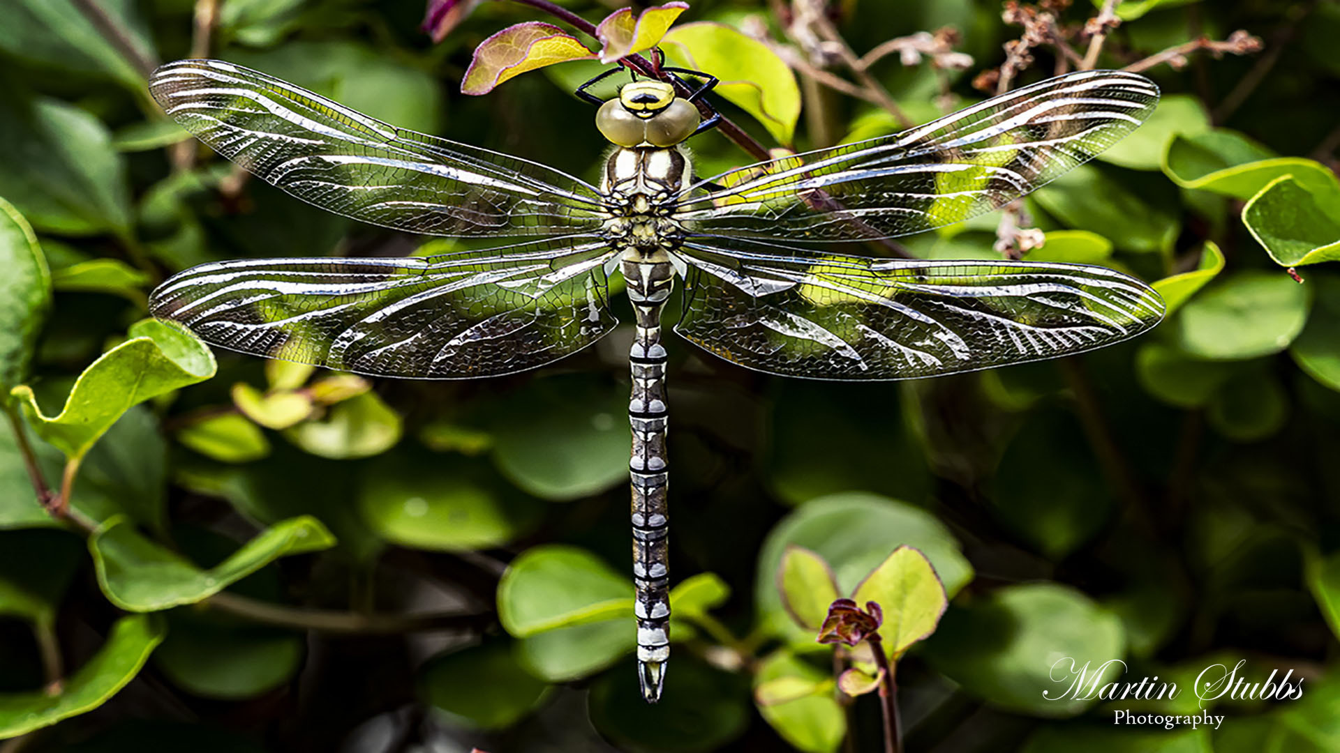 Southern Hawker Dragonf