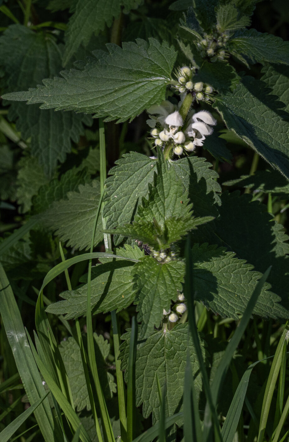 White Deadnettle