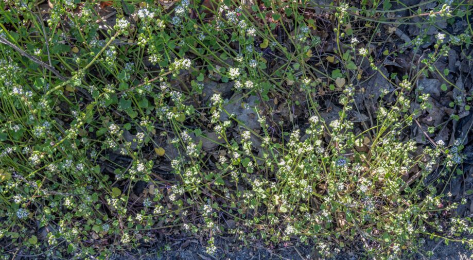 Danish Scurvy Grass