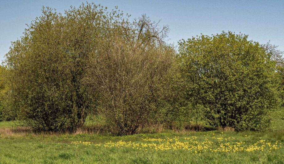 Cowslips in the meadow