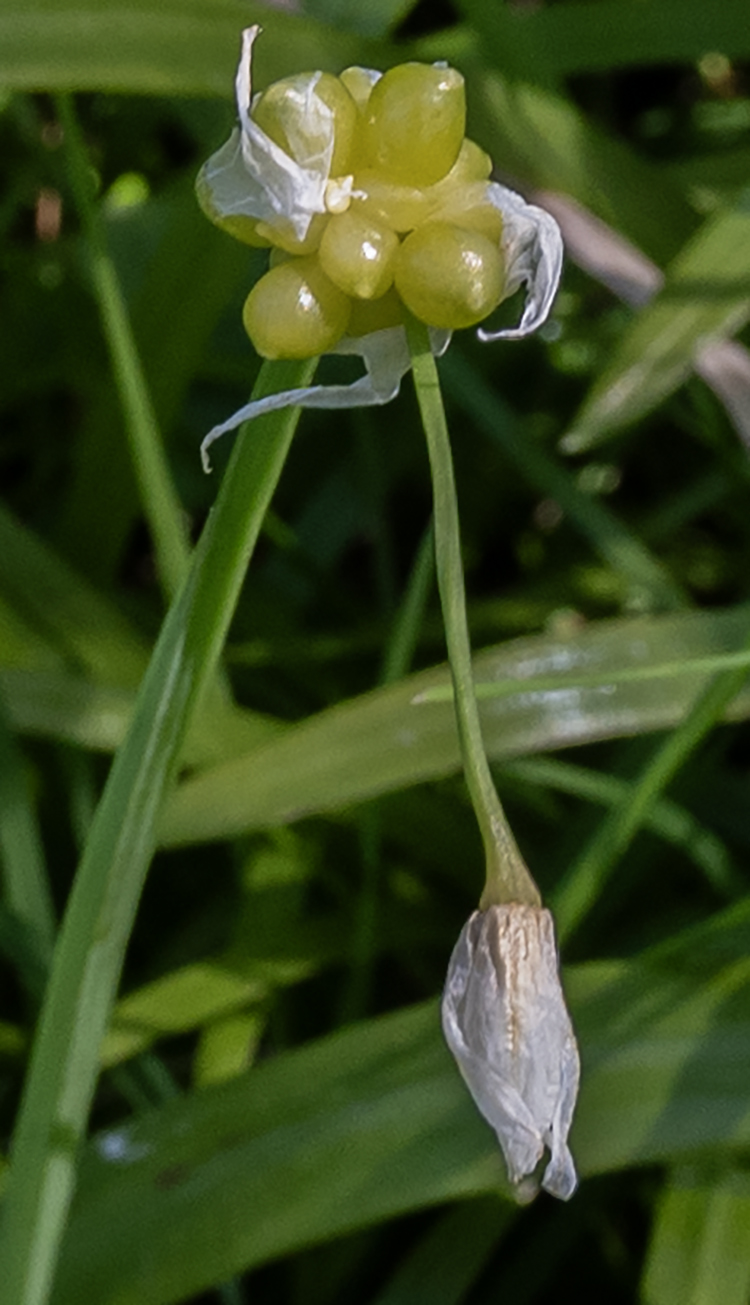 Few Flowered Leek