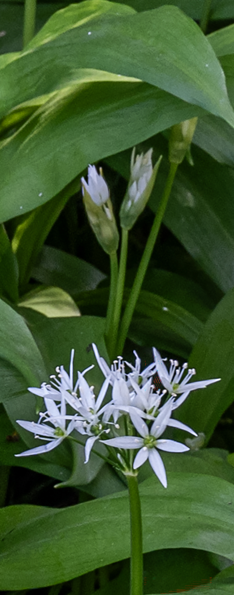 Wild Garlic