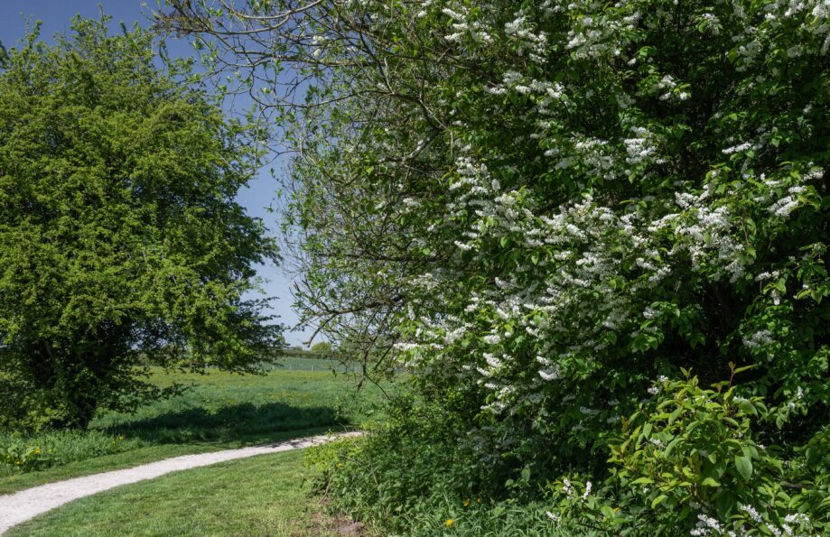 Bird Cherry