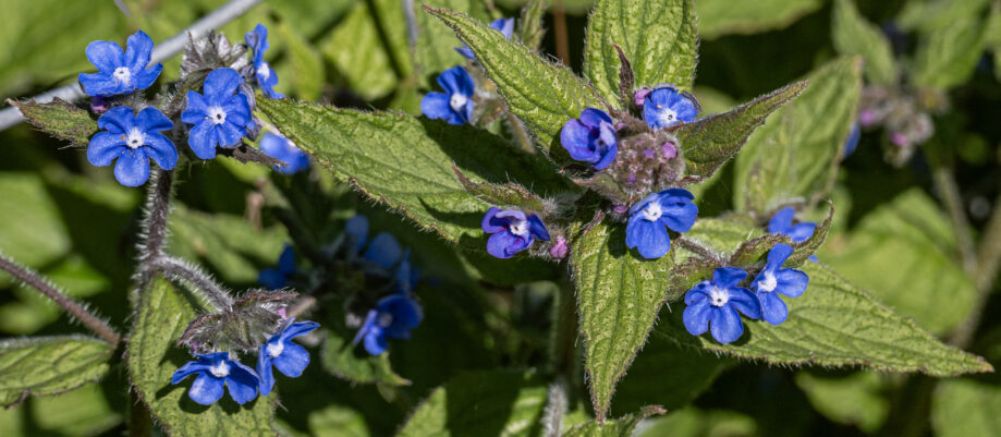 Green Alkanet