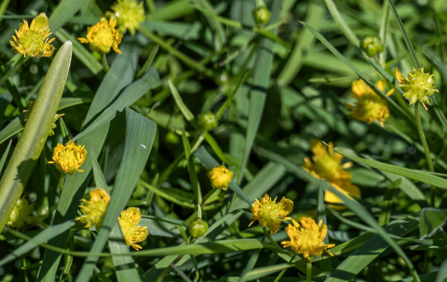 Goldilocks Buttercup