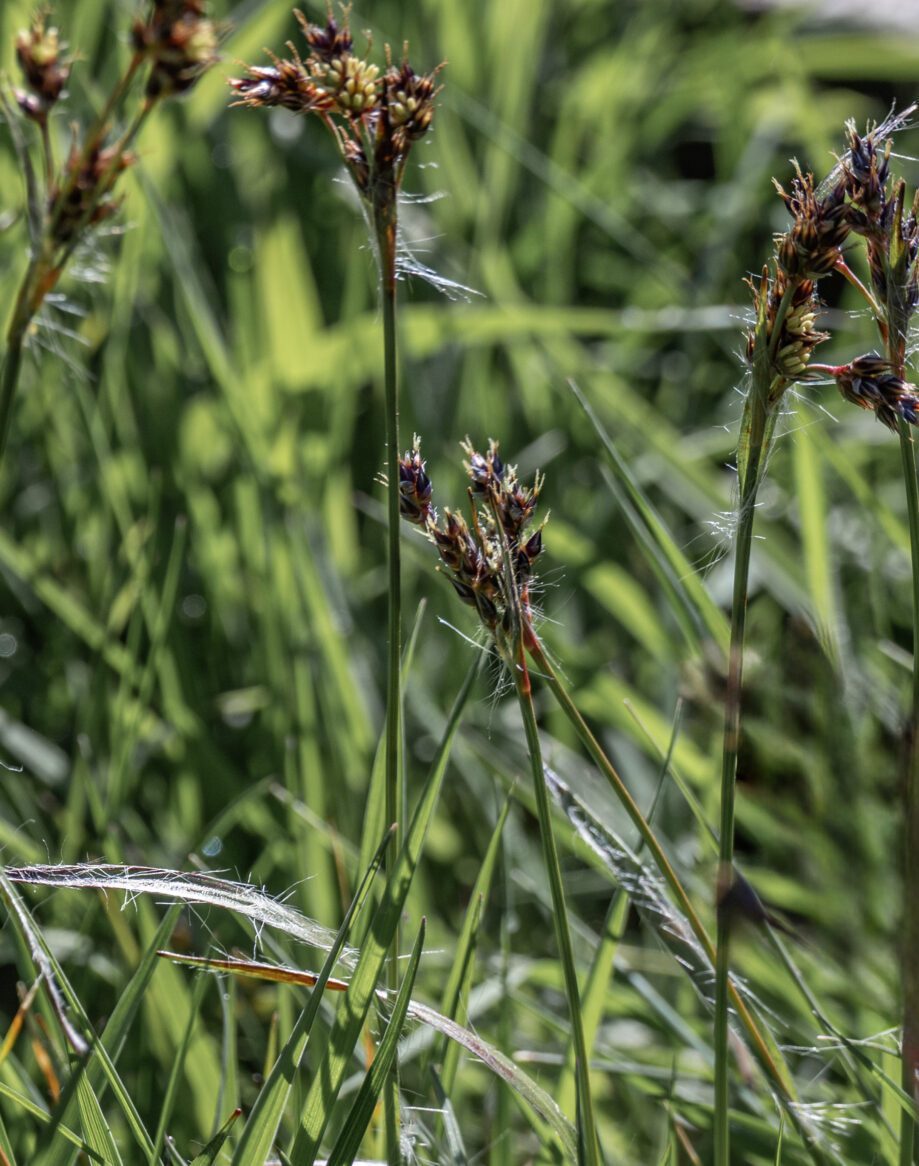 Good Friday Grass