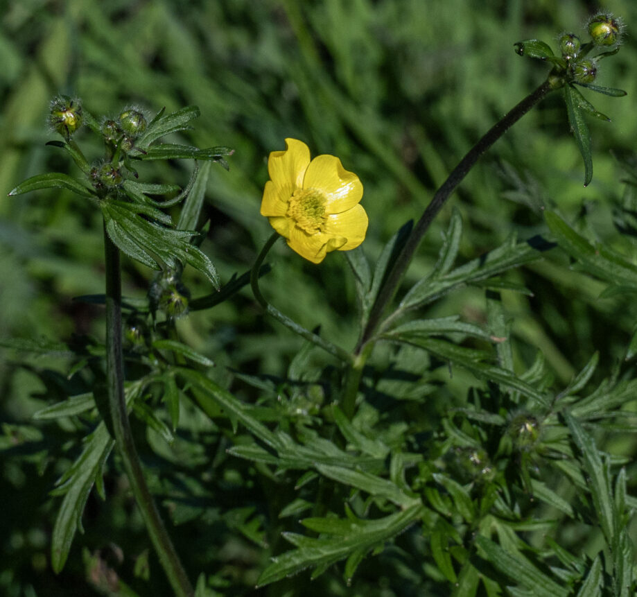 Meadow Buttercup