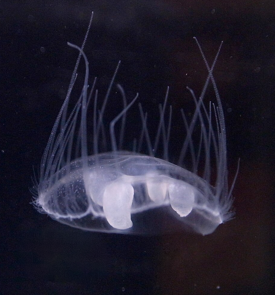 Craspedacusta sowerbii, Peach Blossom Jellyfish. OpenCage - Wikipedia