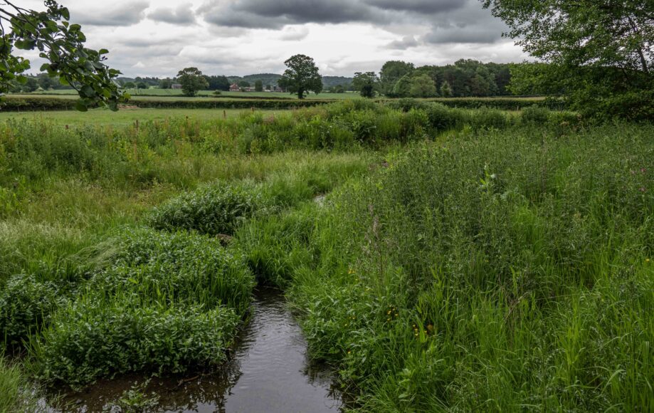 Buffer strip coming into flower and the small, low-lying wetland area.