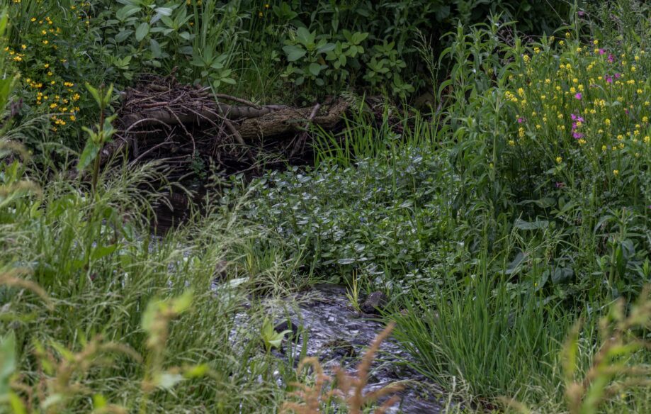A dead brushwood bundle helping to prevent erosion surrounded by a wide range of native wetland plants.