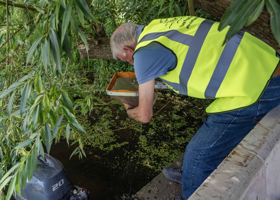 Peter sweep (not kick) sampling from Roxy, CYC's raft, the only area not completely covered by Duckweed!